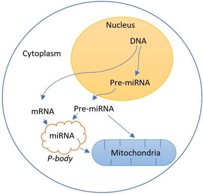 Int J Med Sci Image