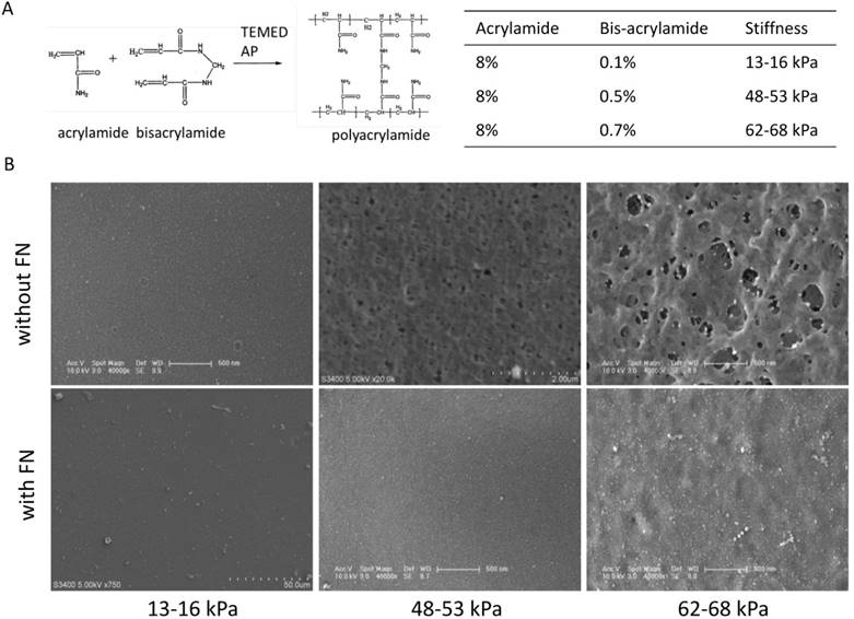 Int J Med Sci Image