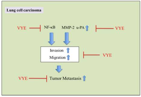 Int J Med Sci Image