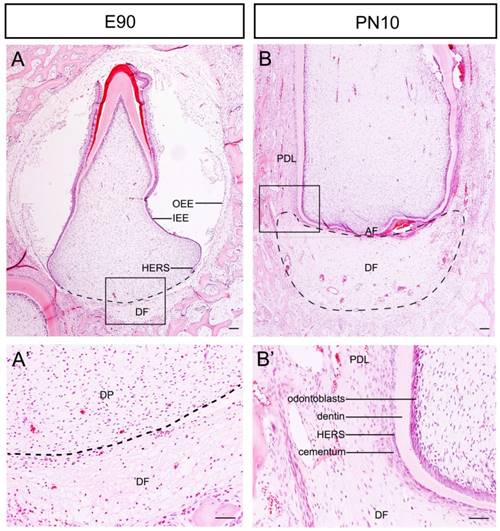 Int J Med Sci Image