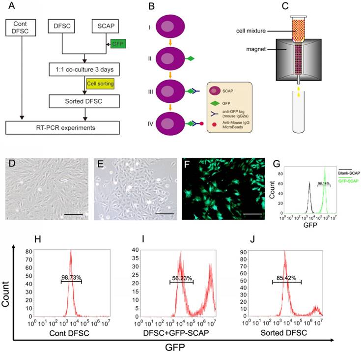 Int J Med Sci Image