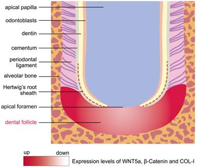 Int J Med Sci Image