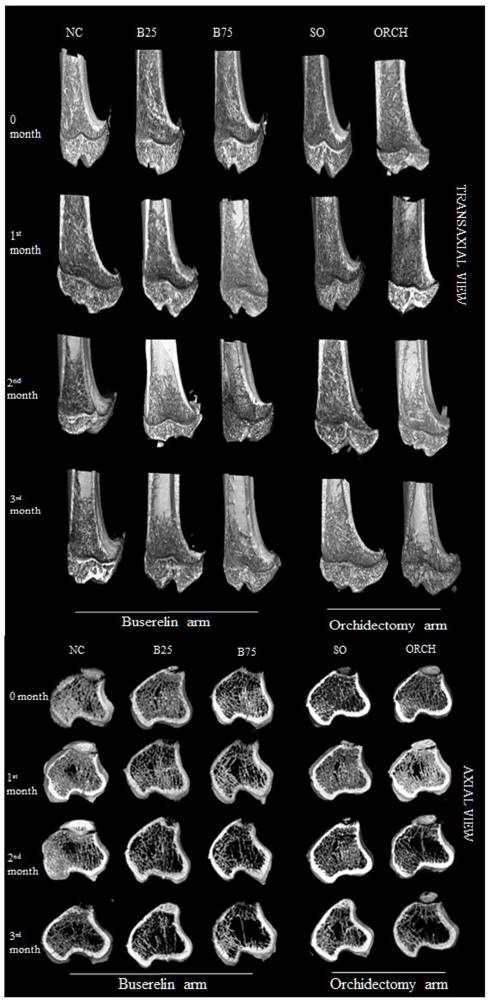 Int J Med Sci Image