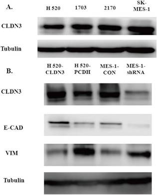 Int J Med Sci Image