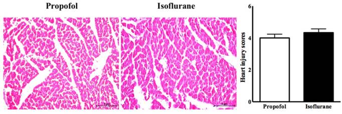 Int J Med Sci Image