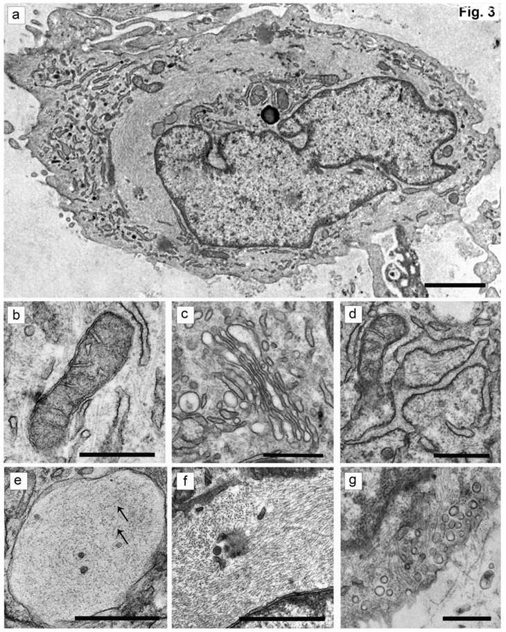 Int J Med Sci Image