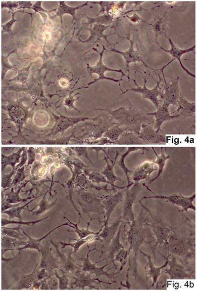 Int J Med Sci Image