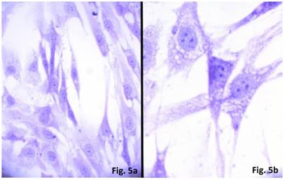 Int J Med Sci Image