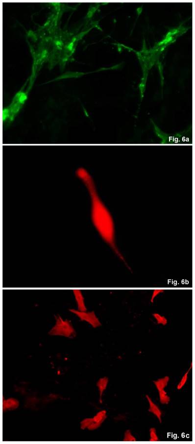 Int J Med Sci Image