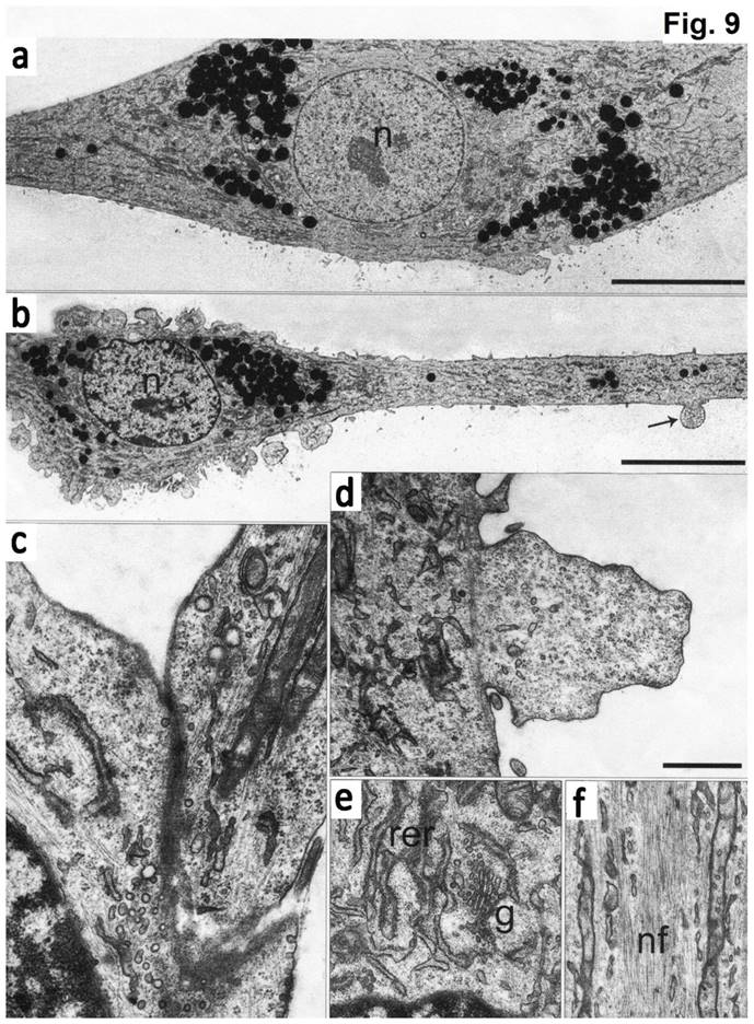 Int J Med Sci Image