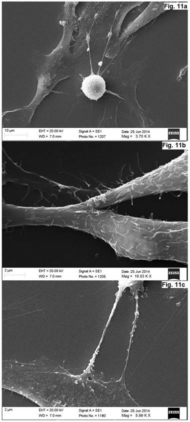 Int J Med Sci Image