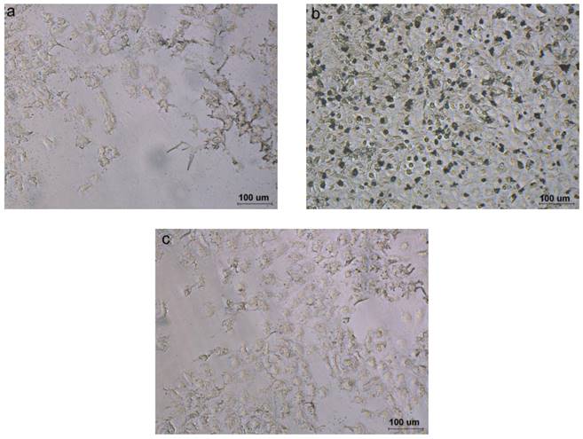 Int J Med Sci Image