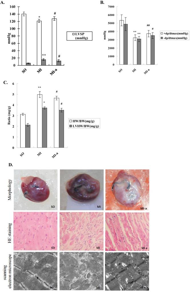 Int J Med Sci Image