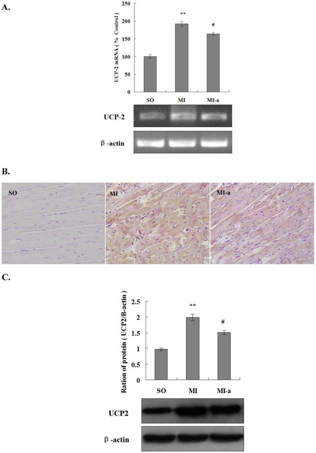 Int J Med Sci Image