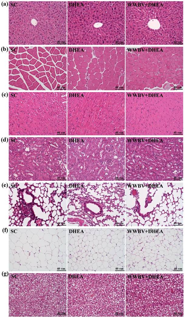 Int J Med Sci Image