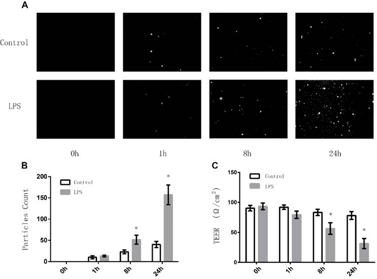 Int J Med Sci Image