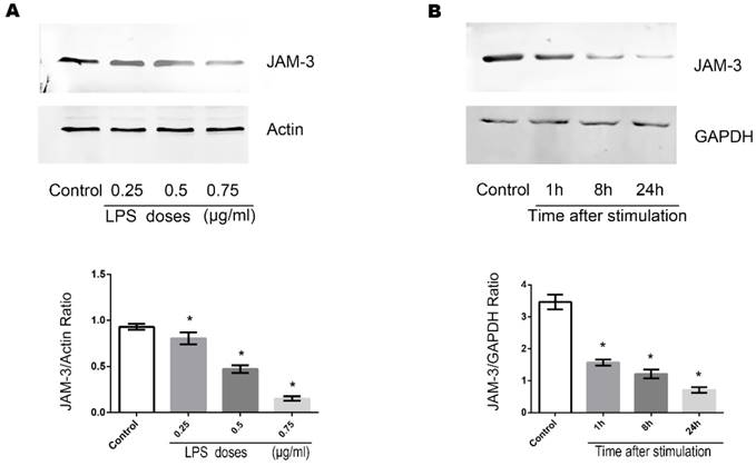 Int J Med Sci Image