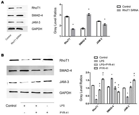 Int J Med Sci Image