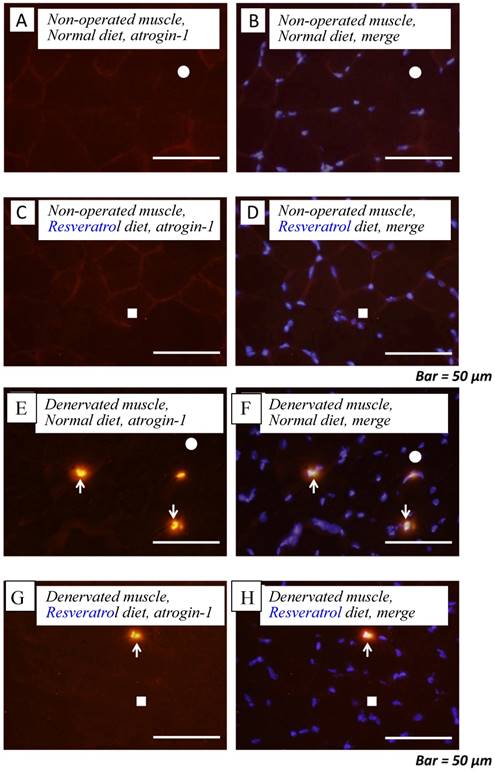 Int J Med Sci Image