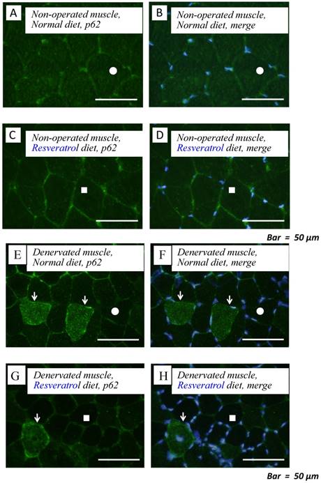 Int J Med Sci Image