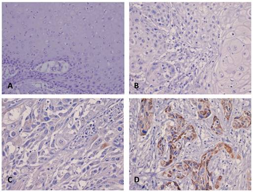 Int J Med Sci Image