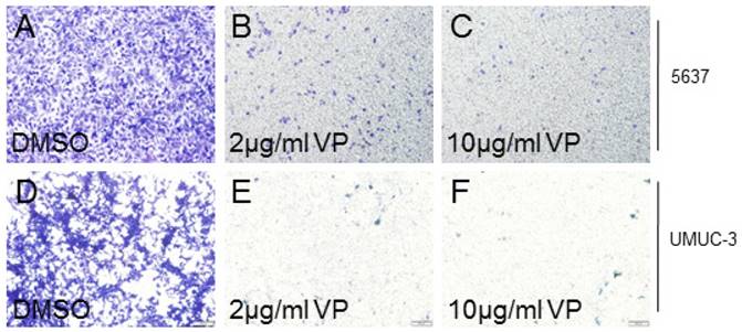 Int J Med Sci Image