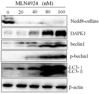 Int J Med Sci Image