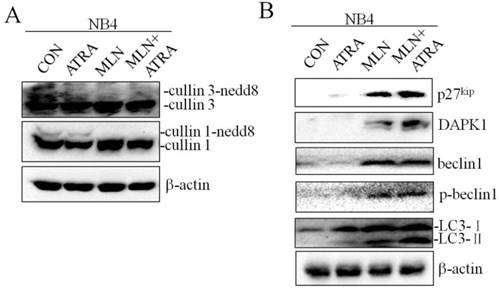 Int J Med Sci Image