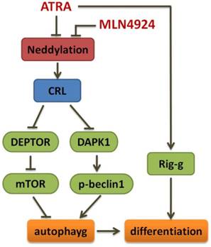 Int J Med Sci Image