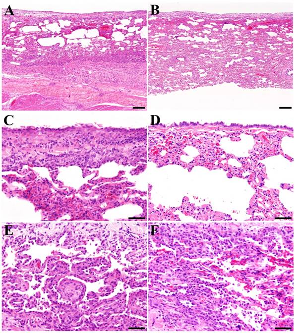 Int J Med Sci Image