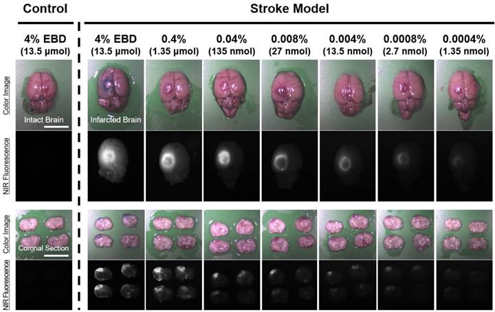 Int J Med Sci Image