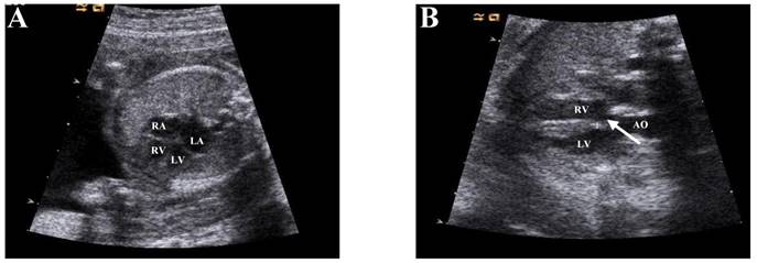 Int J Med Sci Image