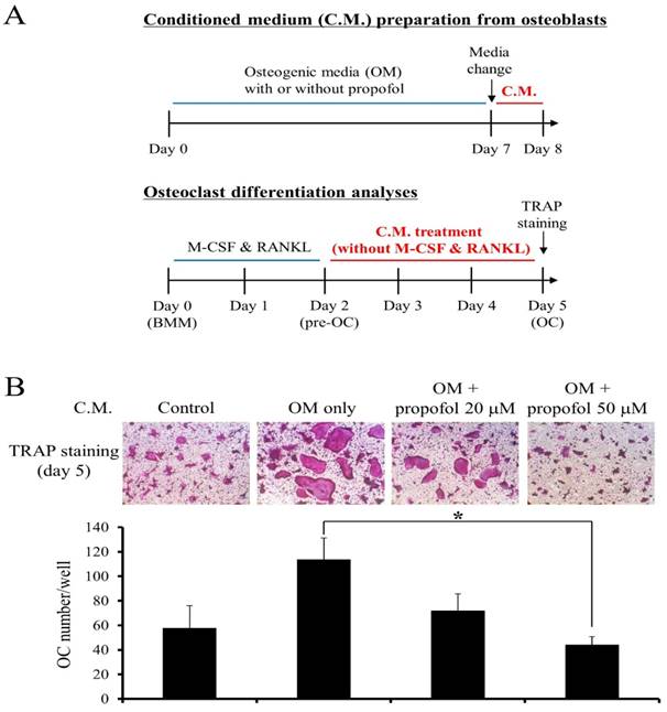 Int J Med Sci Image