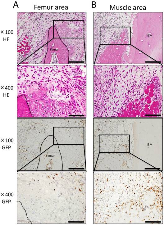 Int J Med Sci Image