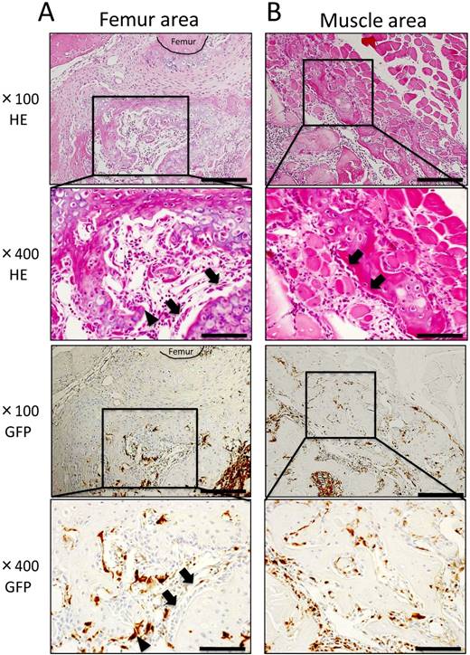 Int J Med Sci Image