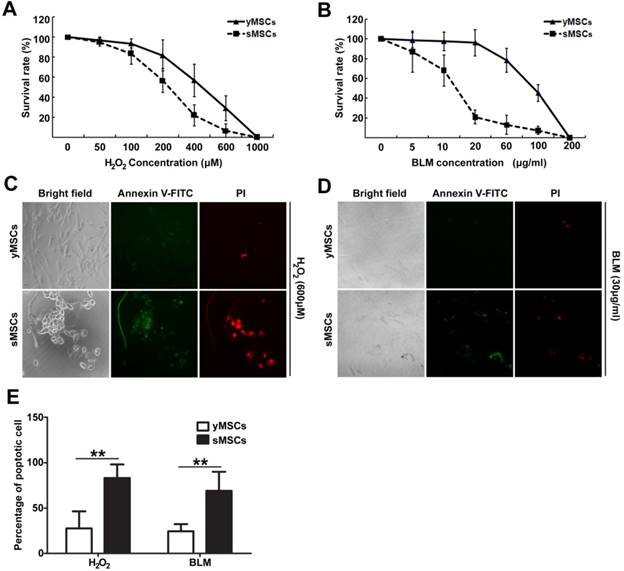 Int J Med Sci Image