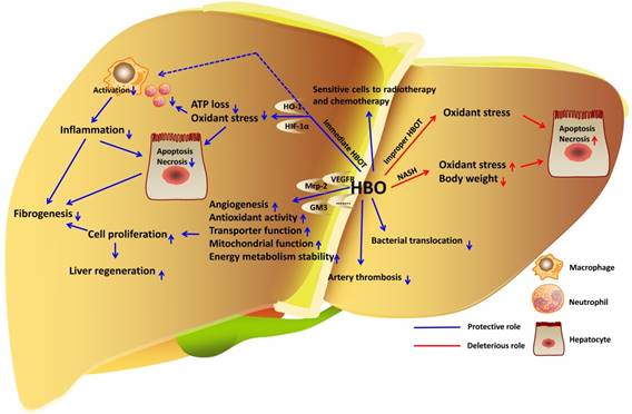 Int J Med Sci Image