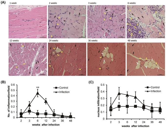 Int J Med Sci Image