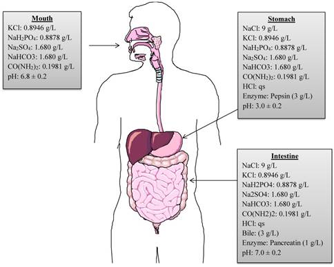 Int J Med Sci Image