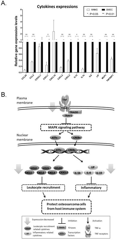 Int J Med Sci Image