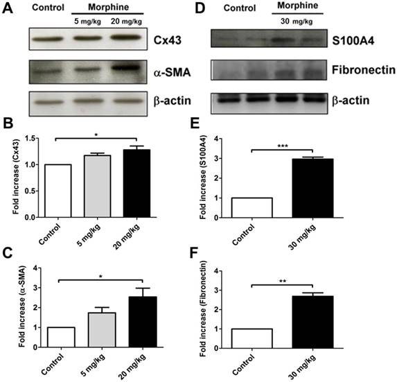 Int J Med Sci Image