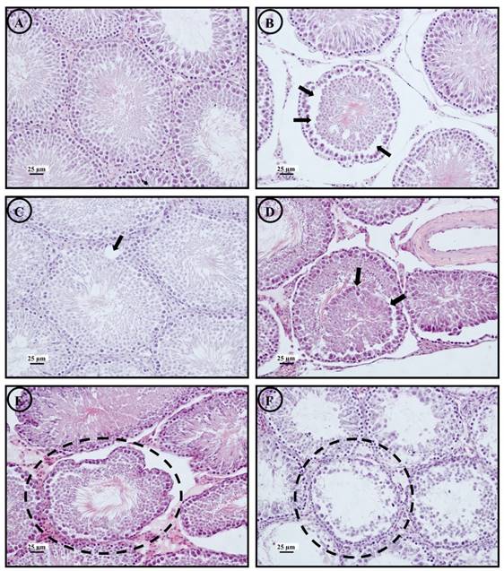 Int J Med Sci Image