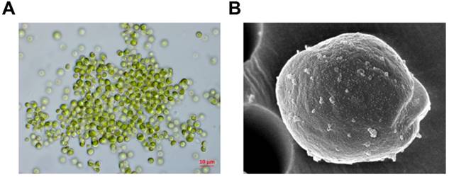 Int J Med Sci Image