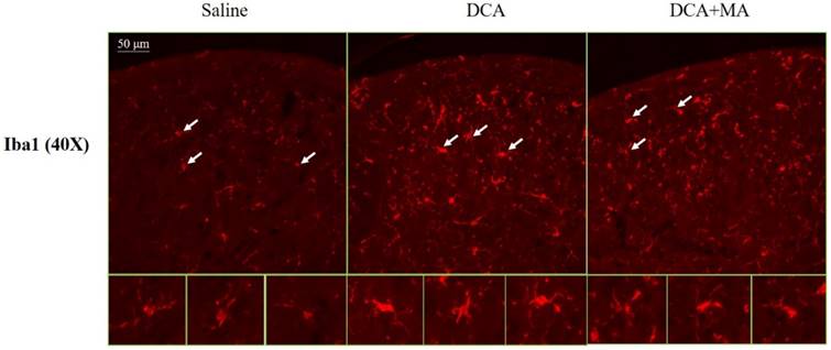 Int J Med Sci Image