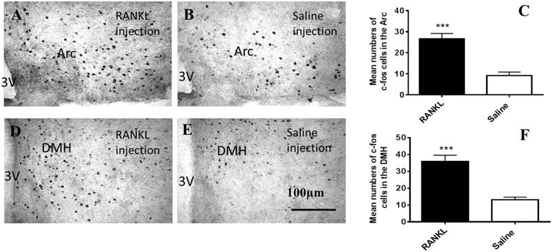 Int J Med Sci Image