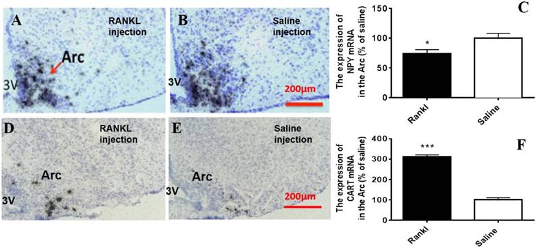 Int J Med Sci Image