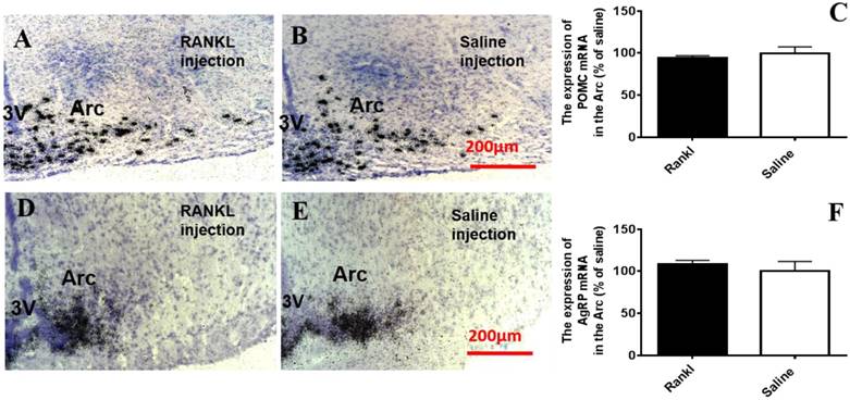 Int J Med Sci Image