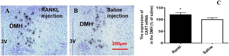 Int J Med Sci Image