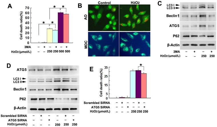 Int J Med Sci Image