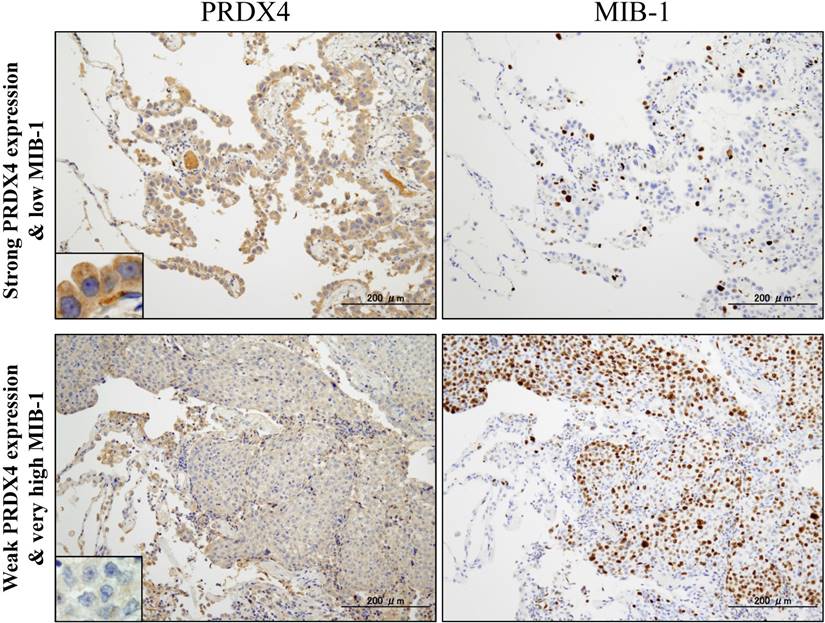 Int J Med Sci Image